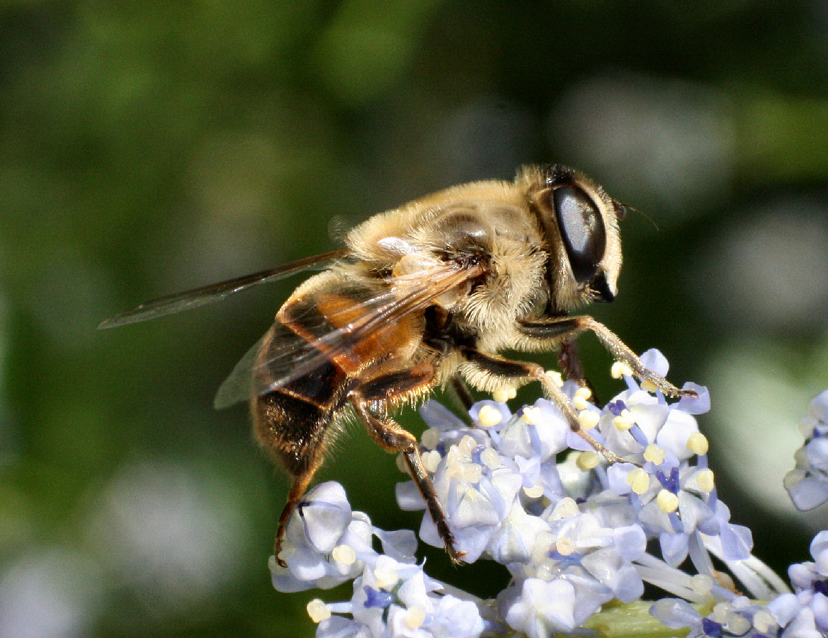 Collettes sp.? No. Femmina di Eristalis tenax